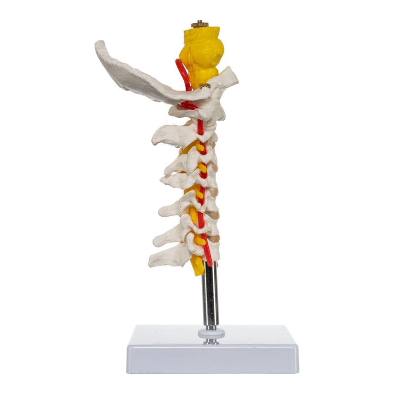 Replica Human Cervical Vertebrae - Economy