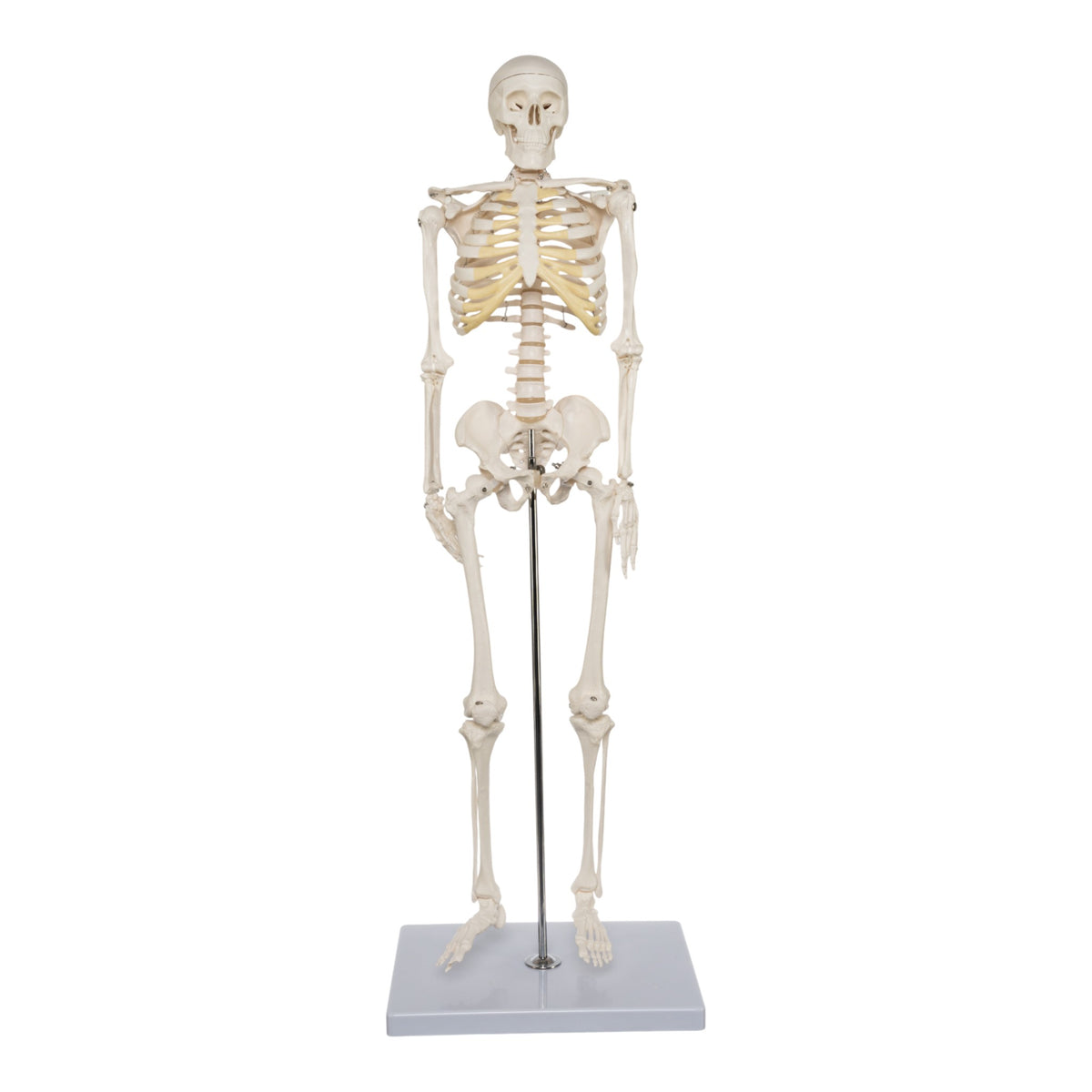 Replica Human Half-size Skeleton (33