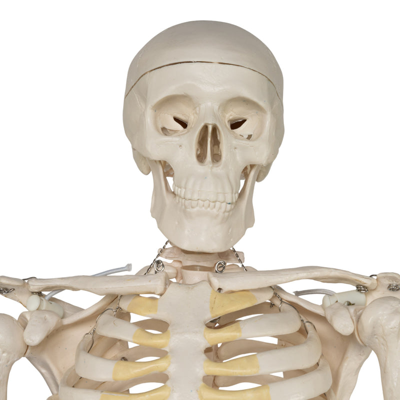 Replica Human Half-size Skeleton (33") - Economy