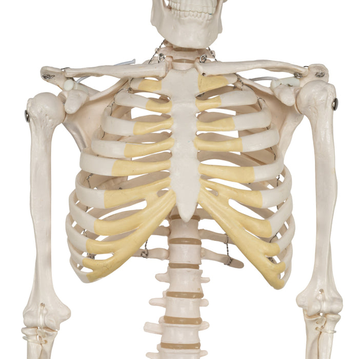 Replica Human Half-size Skeleton (33") - Economy