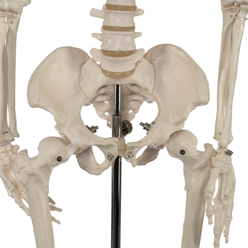 Replica Human Half-size Skeleton (33") - Economy