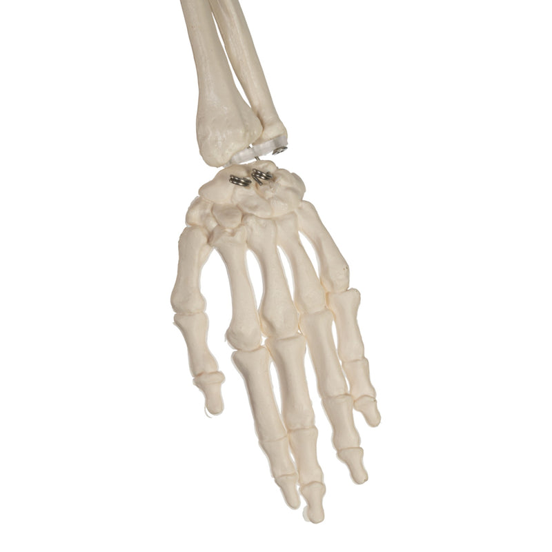 Replica Human Half-size Skeleton (33") - Economy