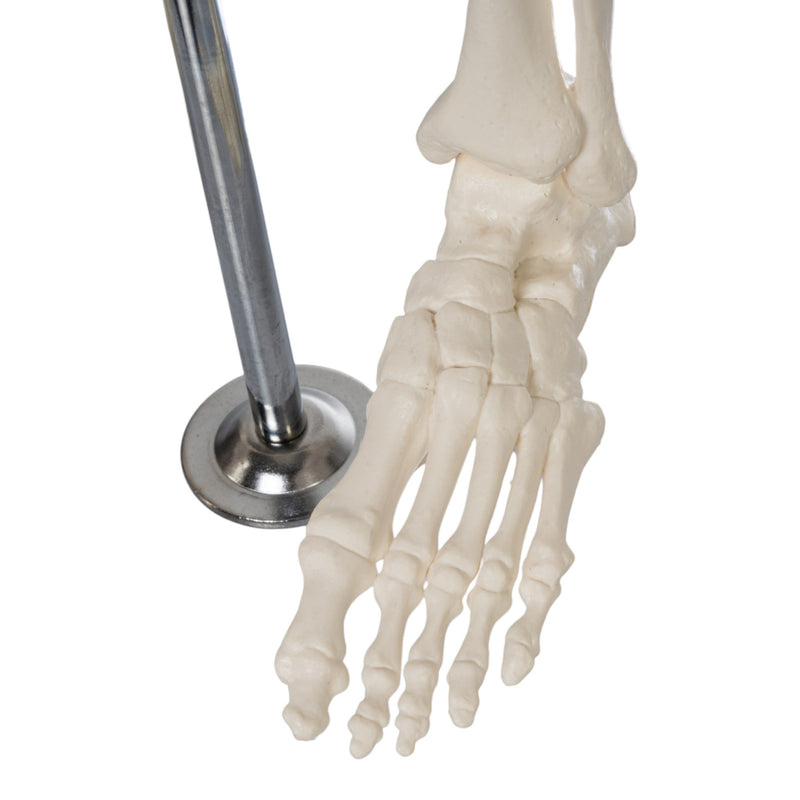 Replica Human Half-size Skeleton (33") - Economy