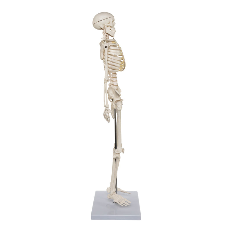 Replica Human Half-size Skeleton (33") - Economy
