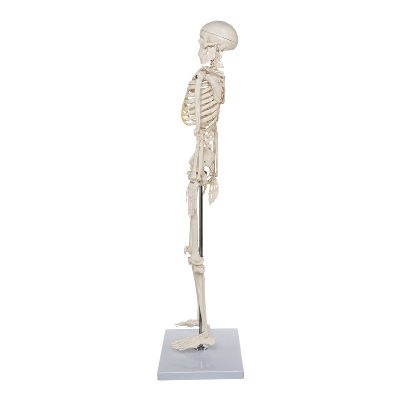 Replica Human Half-size Skeleton (33") - Economy