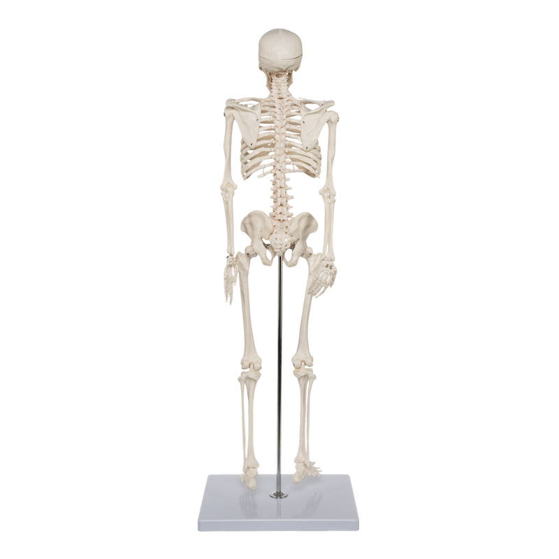 Replica Human Half-size Skeleton (33") - Economy
