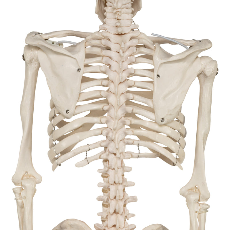 Replica Human Half-size Skeleton (33") - Economy