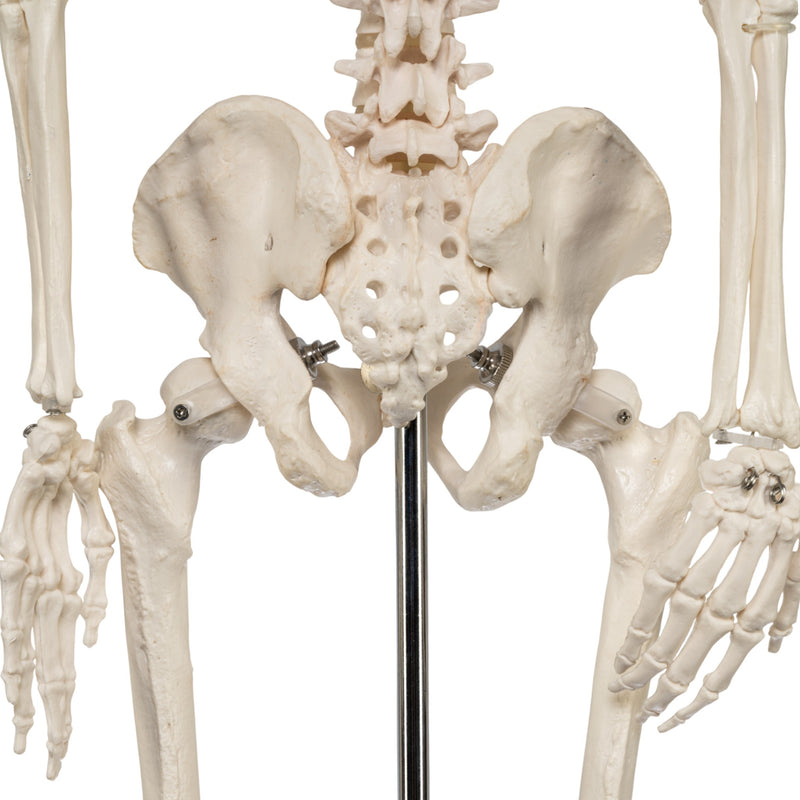Replica Human Half-size Skeleton (33") - Economy