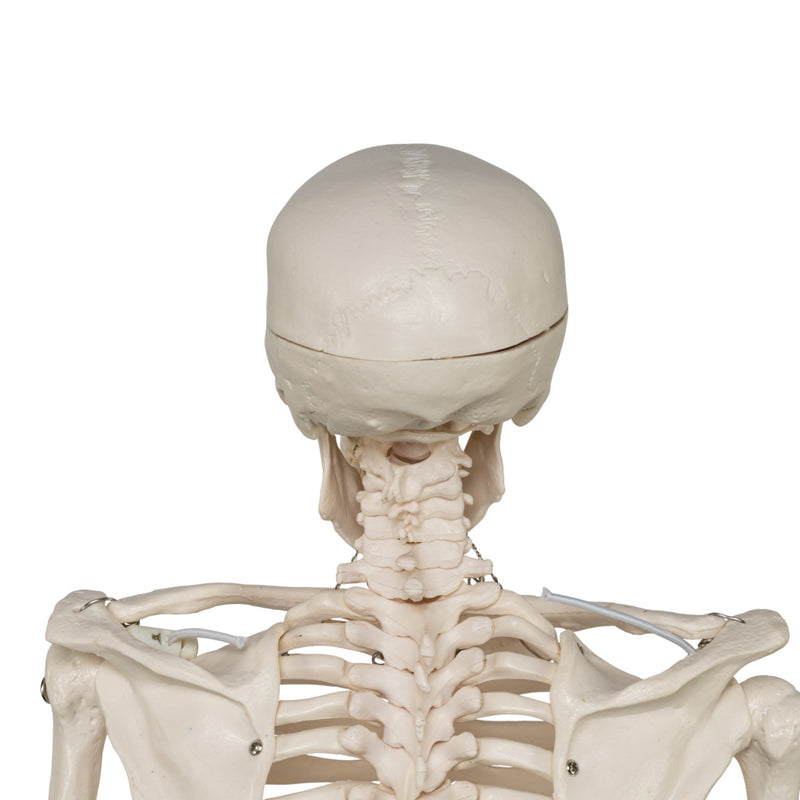 Replica Human Half-size Skeleton (33") - Economy