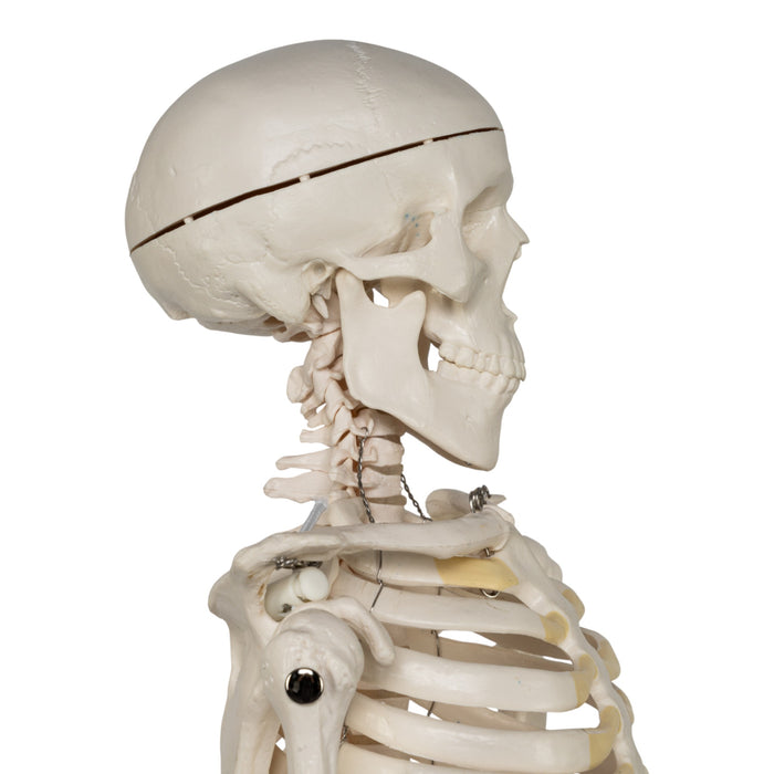 Replica Human Half-size Skeleton (33") - Economy