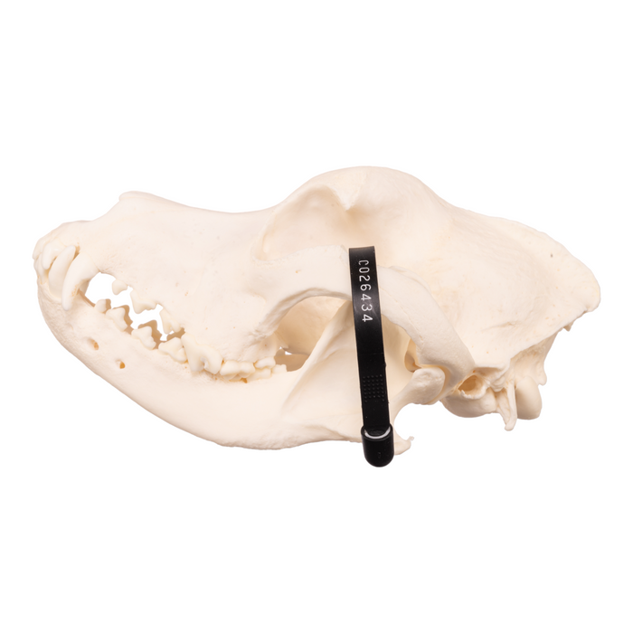 Real Domestic Dog Skull - Bullmastiff