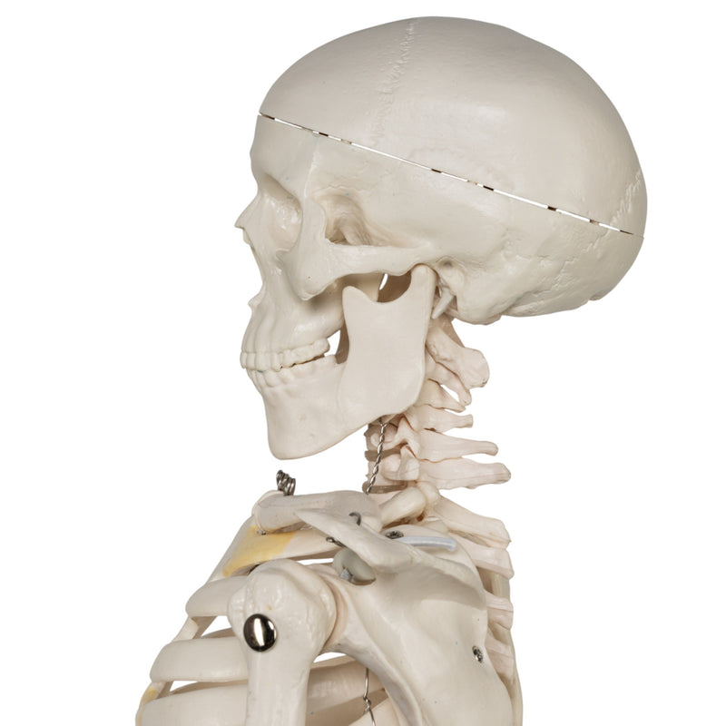Replica Human Half-size Skeleton (33") - Economy