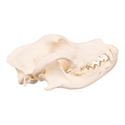 Real Domestic Dog Skull - Bullmastiff