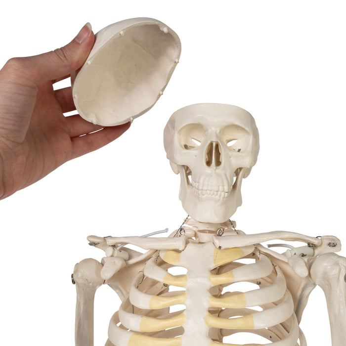 Replica Human Half-size Skeleton (33") - Economy