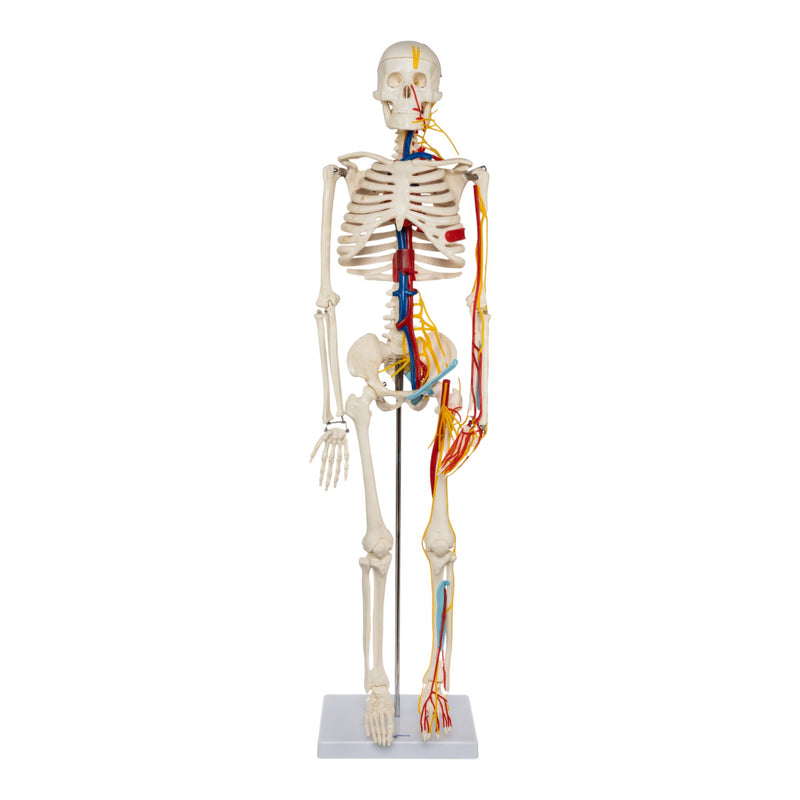 Replica Human Half-size Skeleton with Nerves and Arteries (33") - Economy