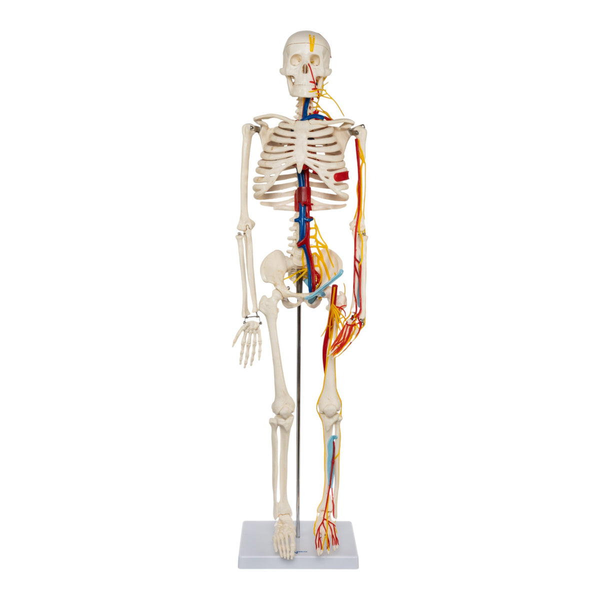 Replica Human Half-size Skeleton For Sale — Skulls Unlimited ...
