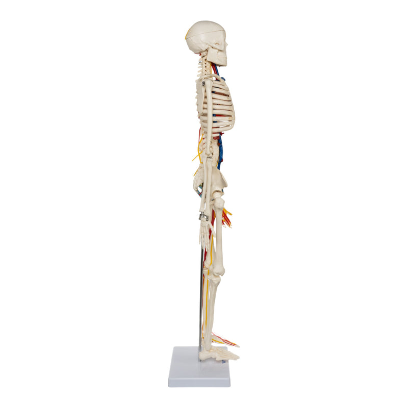 Replica Human Half-size Skeleton with Nerves and Arteries (33") - Economy