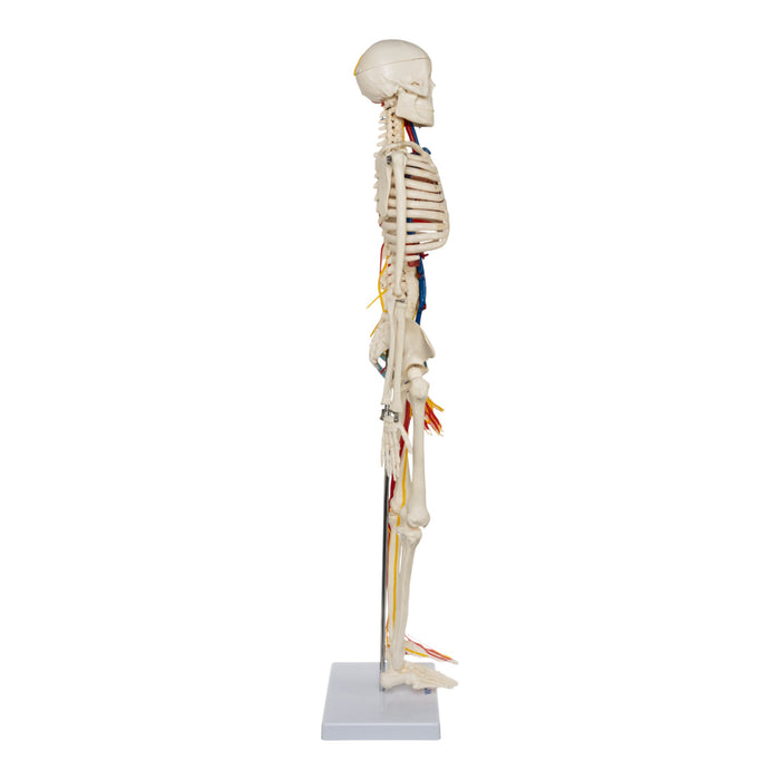 Replica Human Half-size Skeleton with Nerves and Arteries (33") - Economy