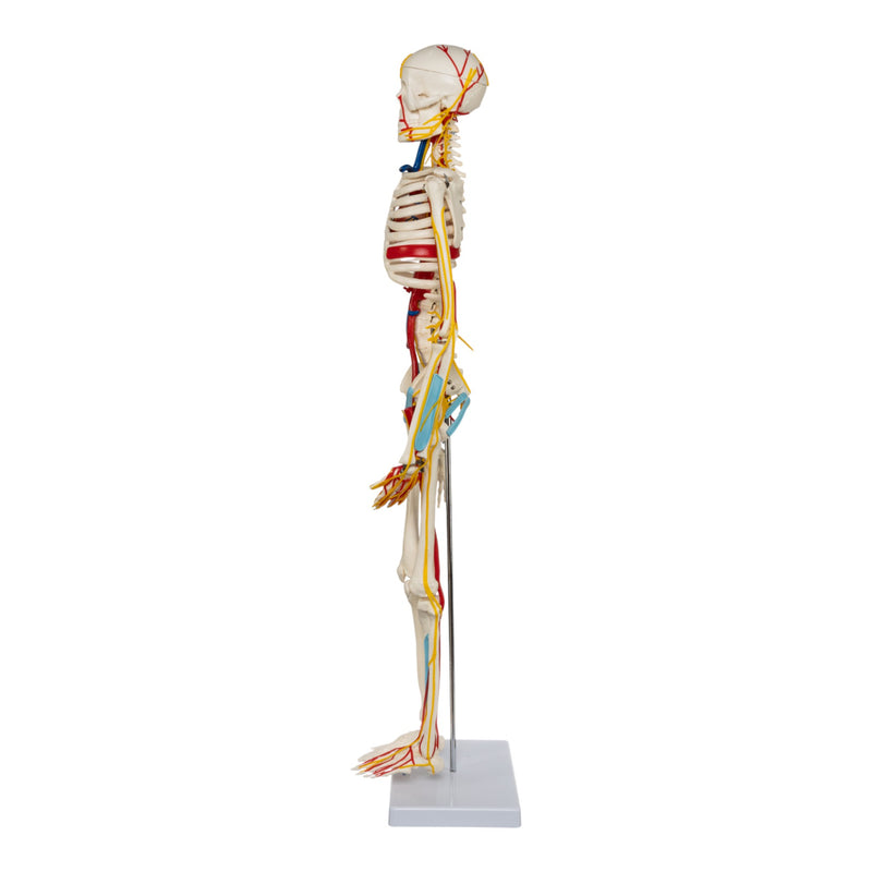 Replica Human Half-size Skeleton with Nerves and Arteries (33") - Economy