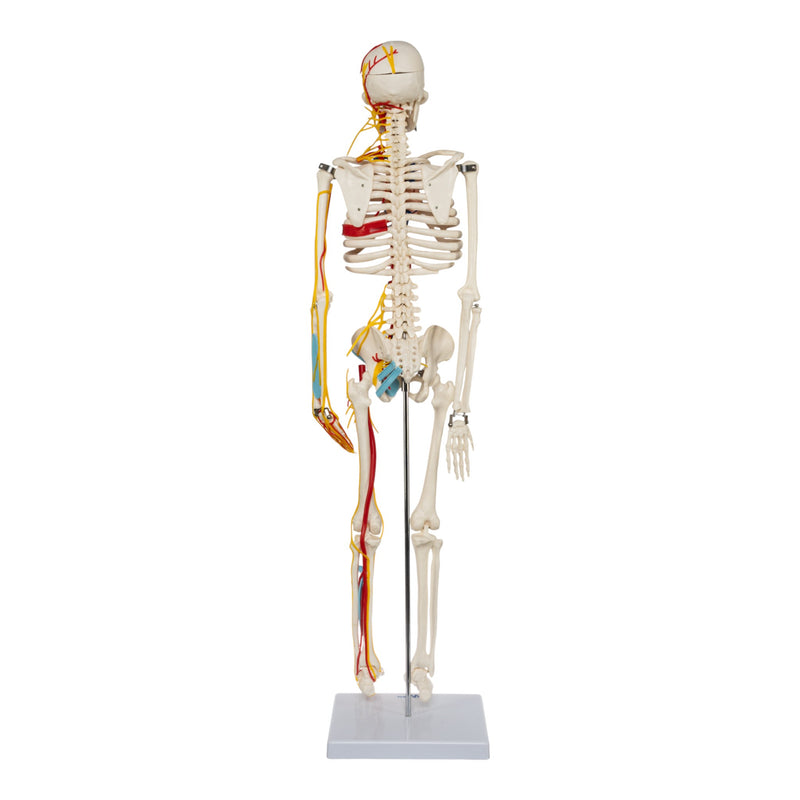 Replica Human Half-size Skeleton with Nerves and Arteries (33") - Economy