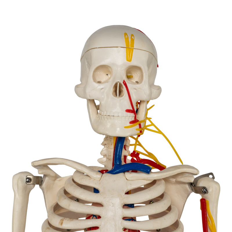 Replica Human Half-size Skeleton with Nerves and Arteries (33") - Economy