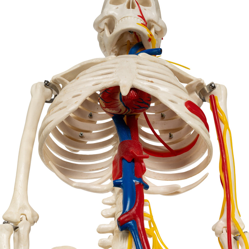 Replica Human Half-size Skeleton with Nerves and Arteries (33") - Economy