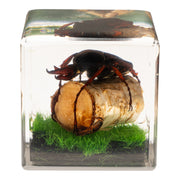Real Longhorn Beetle in Acrylic Cube