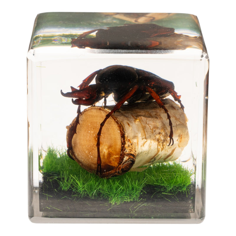 Real Longhorn Beetle in Acrylic Cube