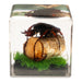 Real Longhorn Beetle in Acrylic Cube