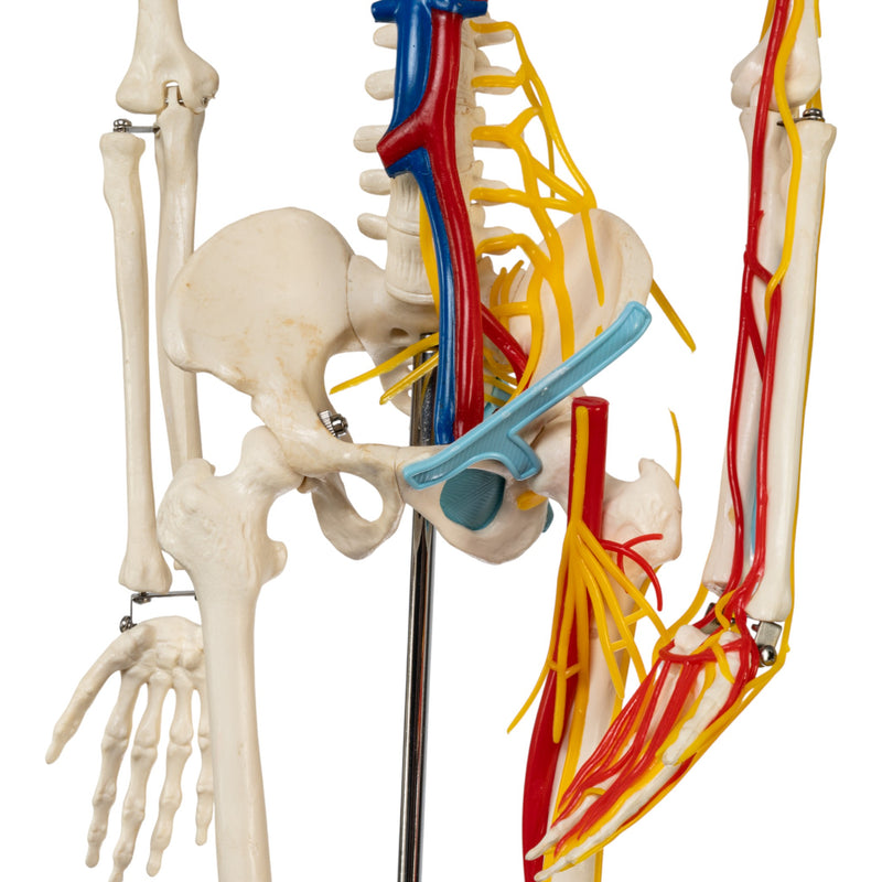 Replica Human Half-size Skeleton with Nerves and Arteries (33") - Economy
