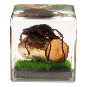 Real Longhorn Beetle in Acrylic Cube