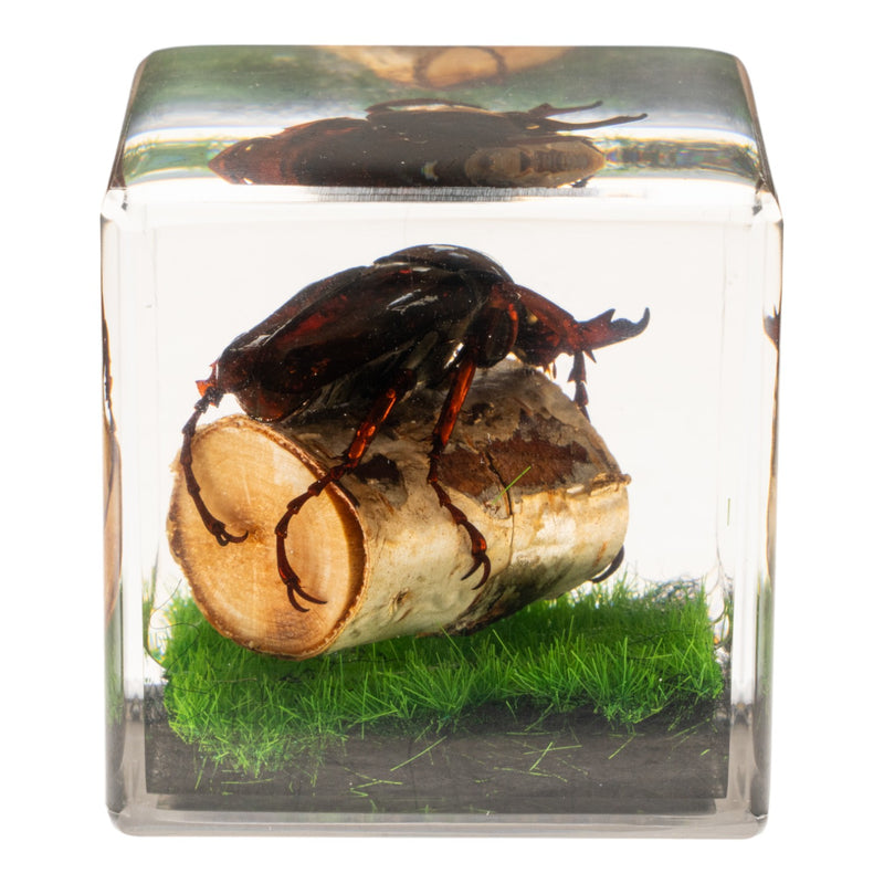 Real Longhorn Beetle in Acrylic Cube