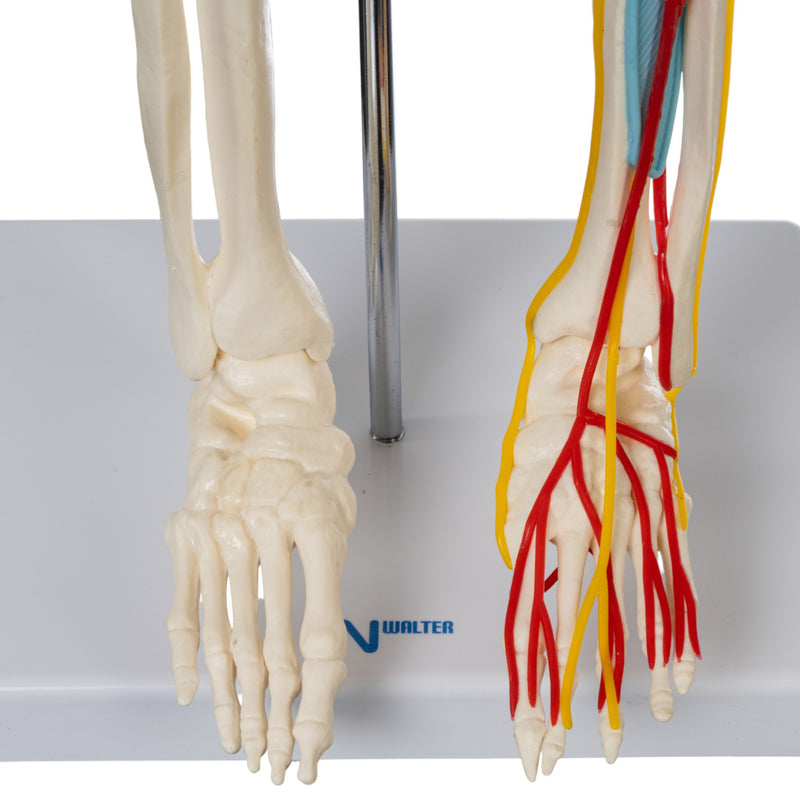 Replica Human Half-size Skeleton with Nerves and Arteries (33") - Economy