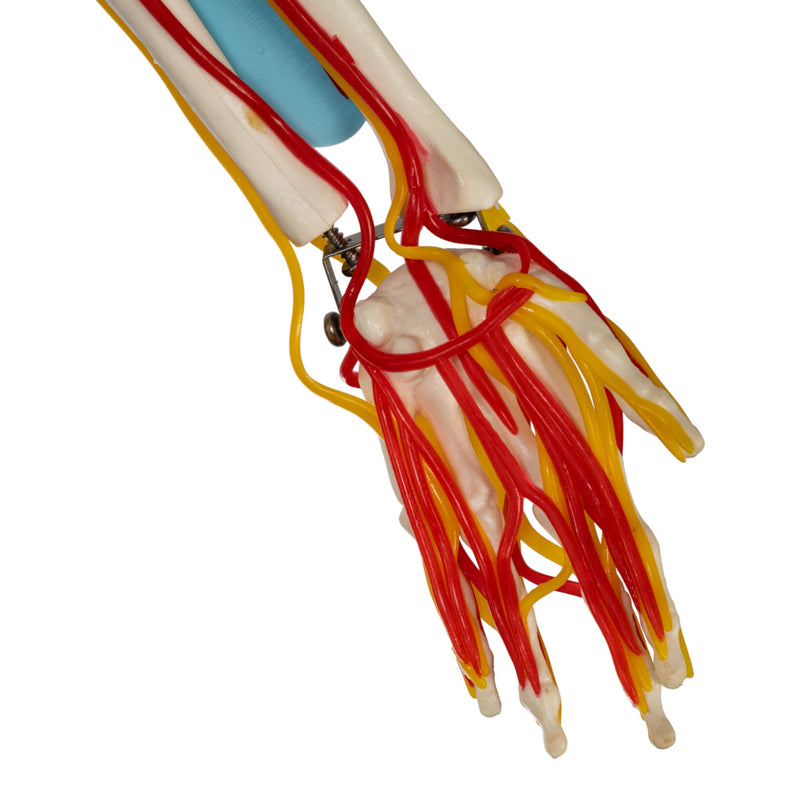 Replica Human Half-size Skeleton with Nerves and Arteries (33") - Economy