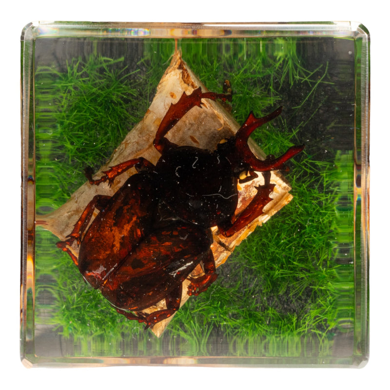 Real Longhorn Beetle in Acrylic Cube