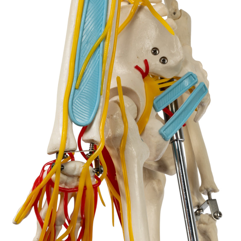 Replica Human Half-size Skeleton with Nerves and Arteries (33") - Economy