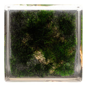 Real Longhorn Beetle in Acrylic Cube