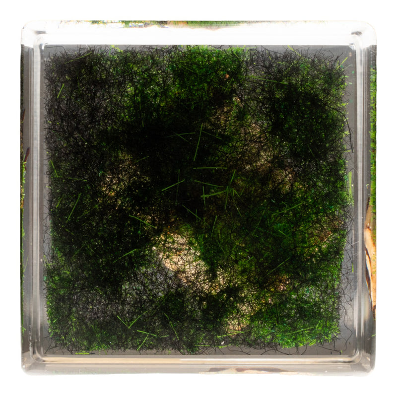 Real Longhorn Beetle in Acrylic Cube