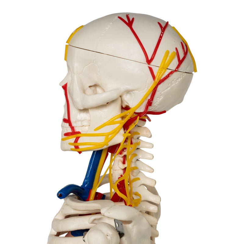 Replica Human Half-size Skeleton with Nerves and Arteries (33") - Economy