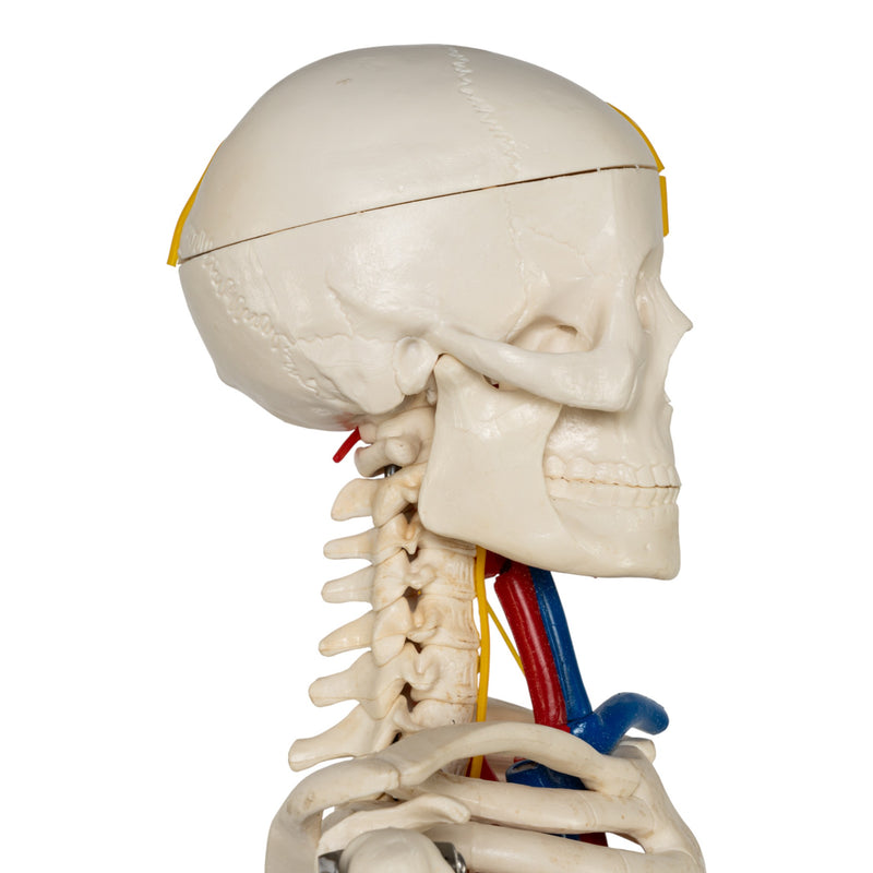 Replica Human Half-size Skeleton with Nerves and Arteries (33") - Economy