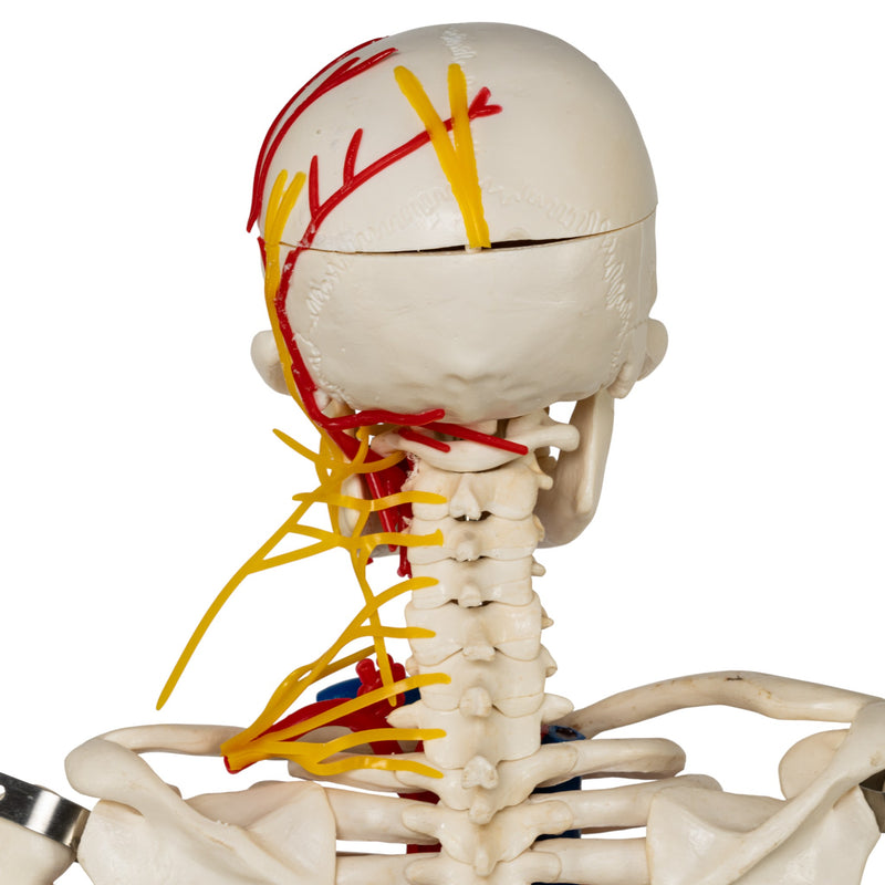 Replica Human Half-size Skeleton with Nerves and Arteries (33") - Economy