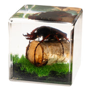Real Longhorn Beetle in Acrylic Cube