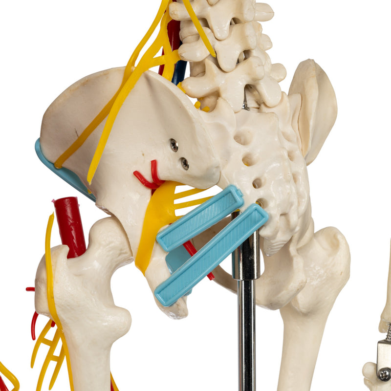 Replica Human Half-size Skeleton with Nerves and Arteries (33") - Economy