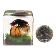 Real Longhorn Beetle in Acrylic Cube