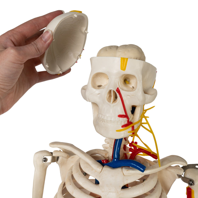 Replica Human Half-size Skeleton with Nerves and Arteries (33") - Economy