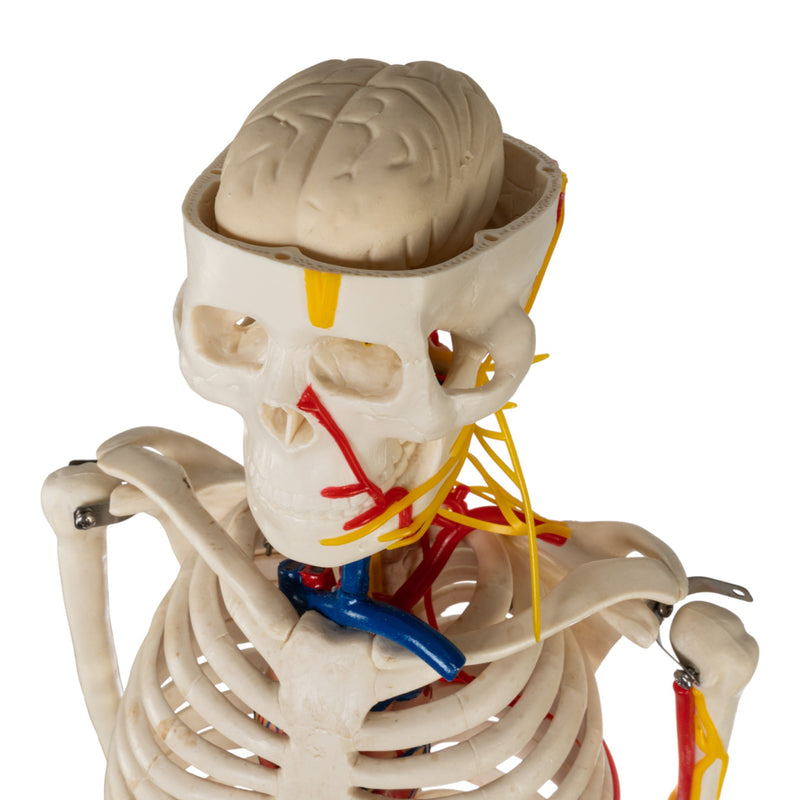 Replica Human Half-size Skeleton with Nerves and Arteries (33") - Economy