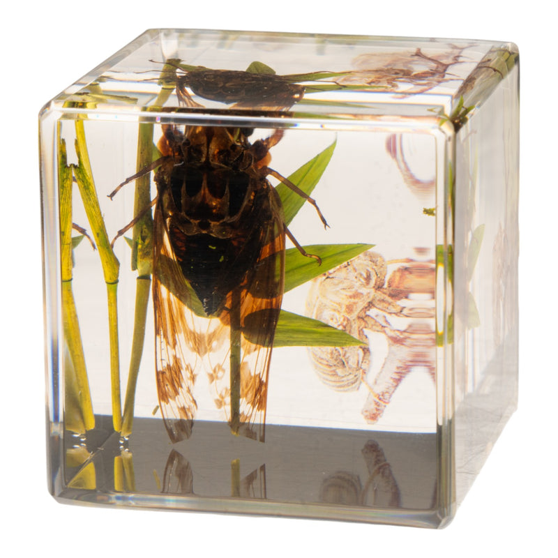 Real Cicada in Acrylic Cube