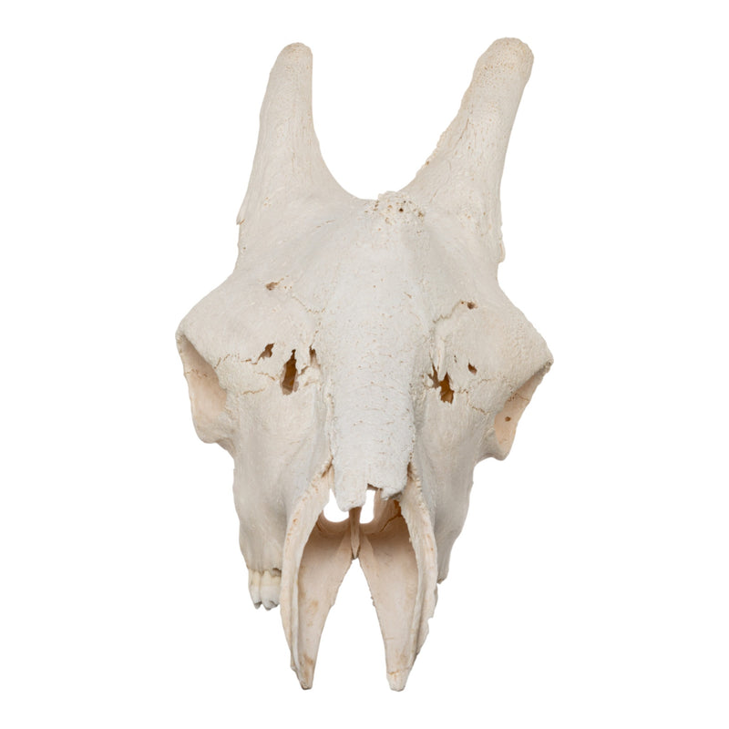 Real Southern Giraffe Skull - Male, No Mandible