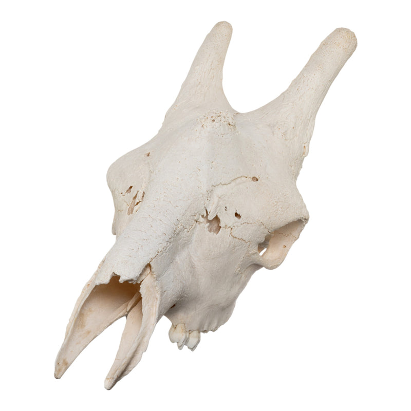 Real Southern Giraffe Skull - Male, No Mandible