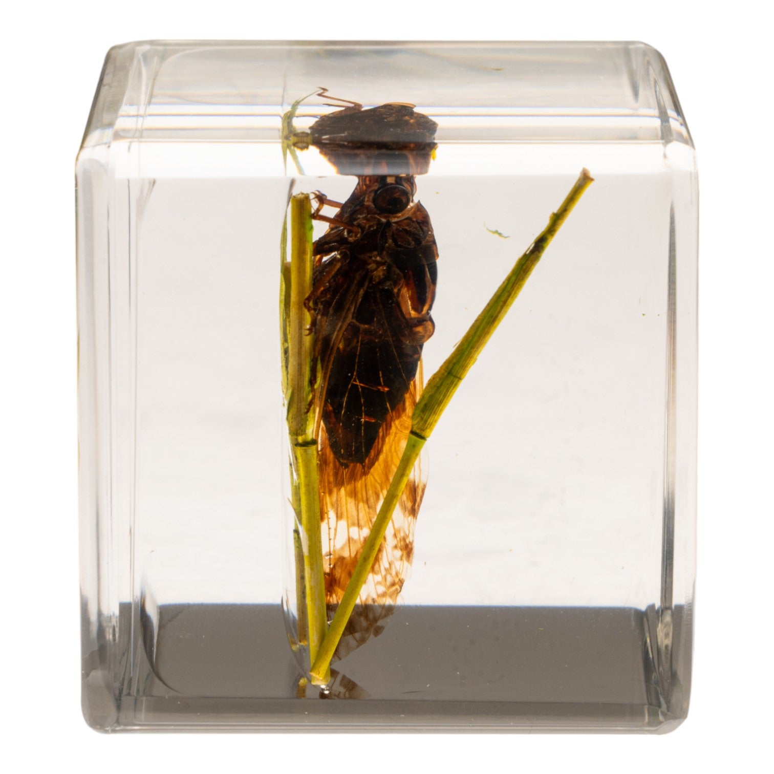 Real Cicada In Acrylic Cube For Sale — Skulls Unlimited